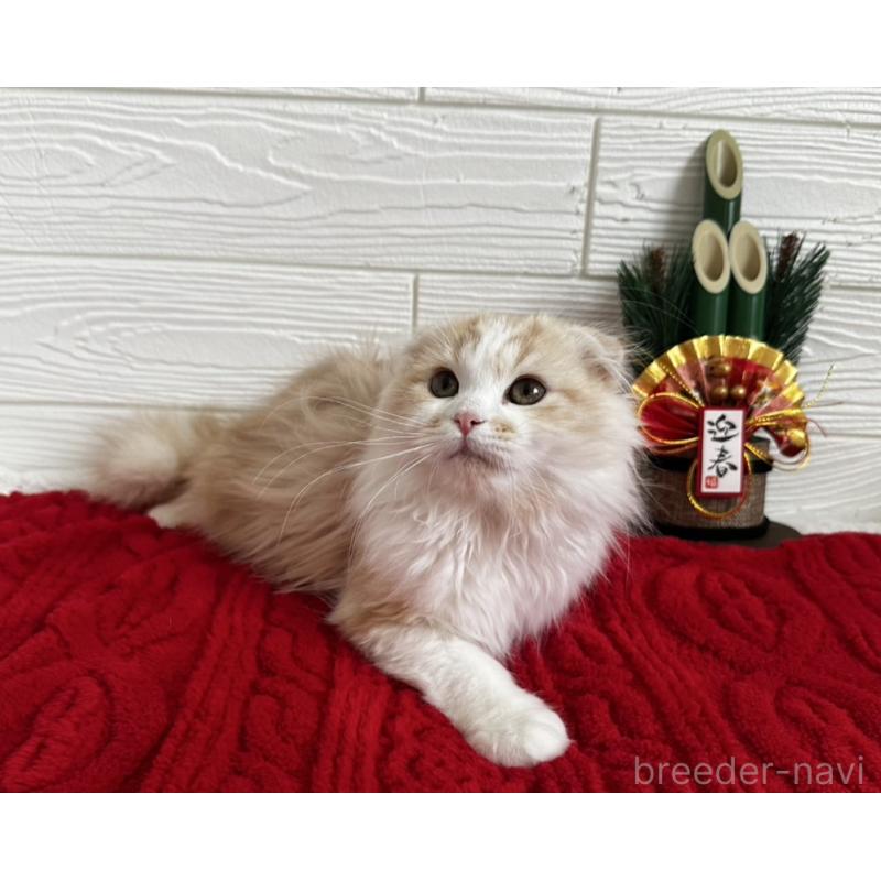 販売中の千葉県のマンチカン-128541の2枚目