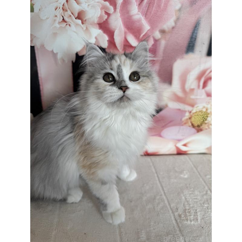 販売中の千葉県のマンチカン-128535の3枚目