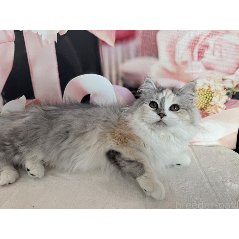 販売中の千葉県のマンチカン-128535の2枚目