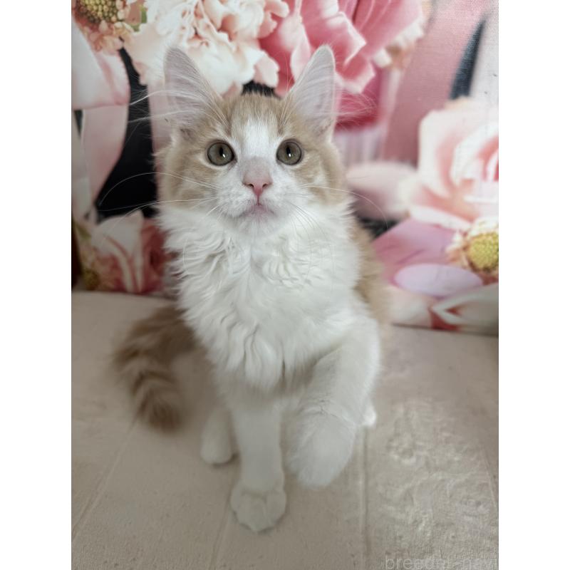 販売中の千葉県のノルウェージャンフォレストキャット-129682の3枚目