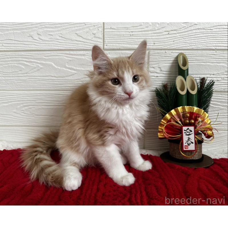 販売中の千葉県のノルウェージャンフォレストキャット-129682の2枚目
