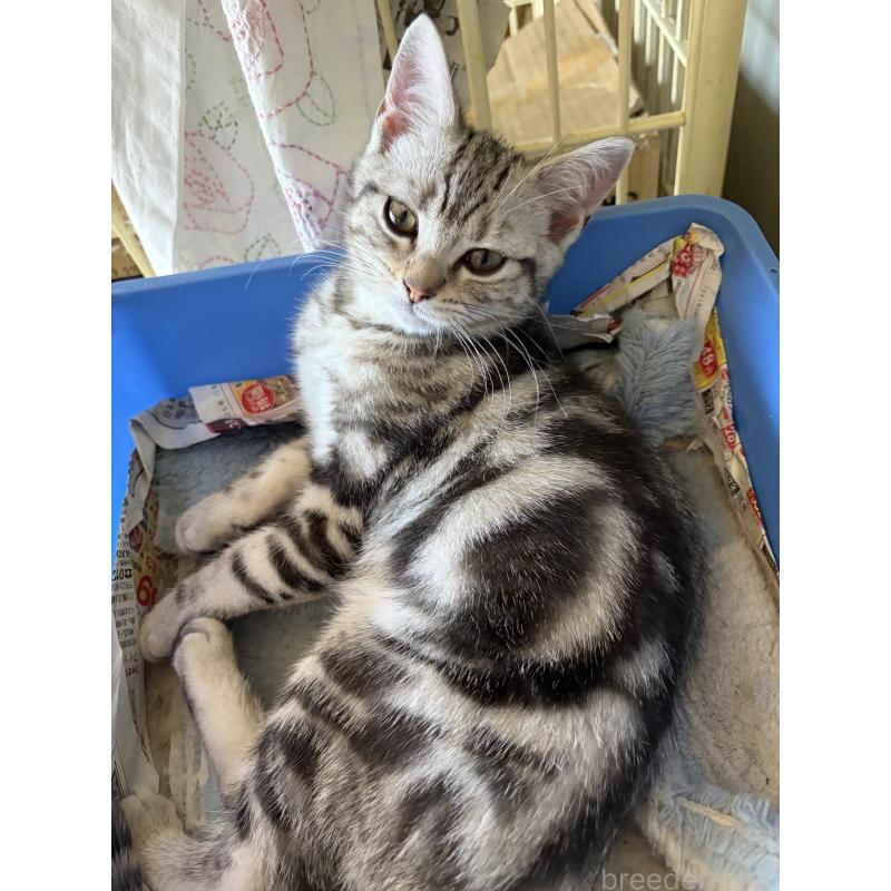 成約済の神奈川県のアメリカンショートヘア-131580の7枚目