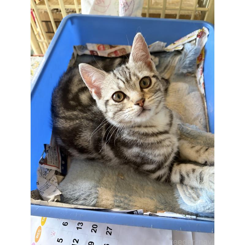 成約済の神奈川県のアメリカンショートヘア-131580の6枚目