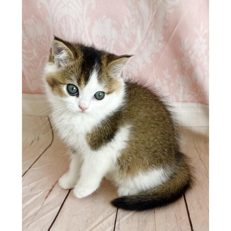 成約済の福岡県のスコティッシュフォールド-133204の24枚目