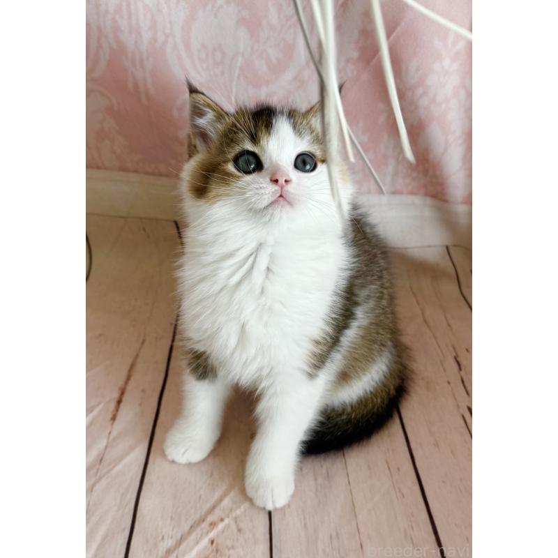 成約済の福岡県のスコティッシュフォールド-133204の23枚目