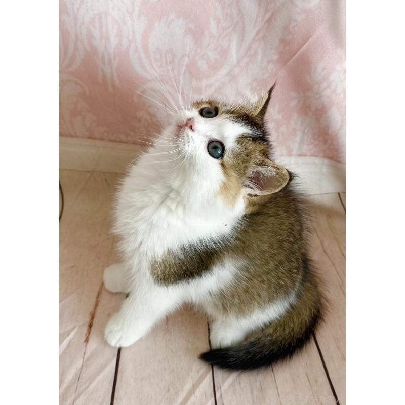 成約済の福岡県のスコティッシュフォールド-133204の22枚目