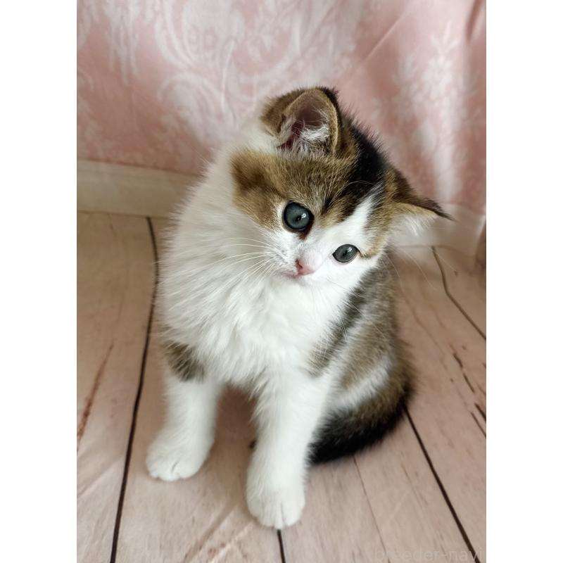 成約済の福岡県のスコティッシュフォールド-133204の21枚目