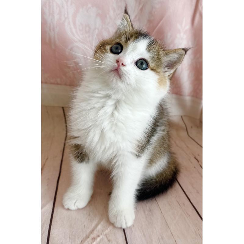 成約済の福岡県のスコティッシュフォールド-133204の20枚目