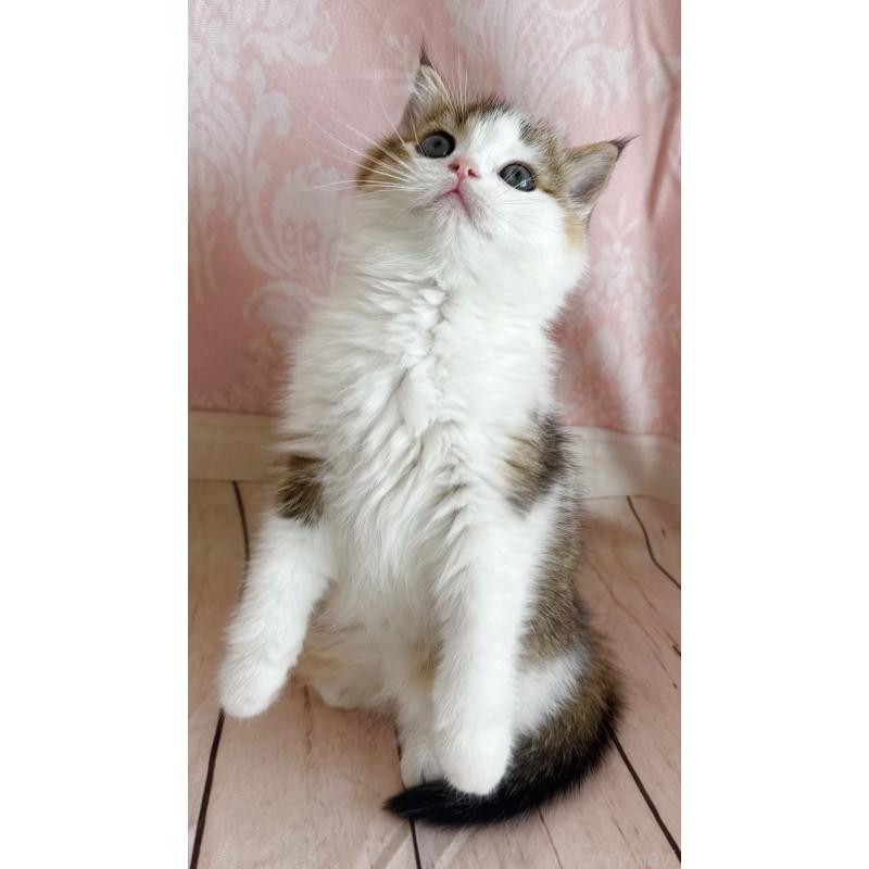 成約済の福岡県のスコティッシュフォールド-133204の18枚目