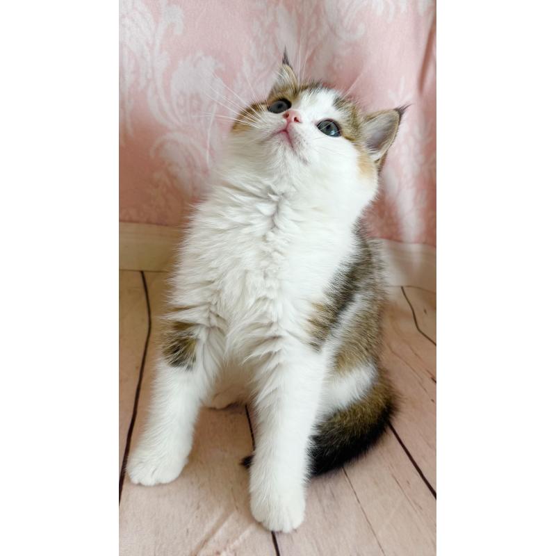 成約済の福岡県のスコティッシュフォールド-133204の17枚目