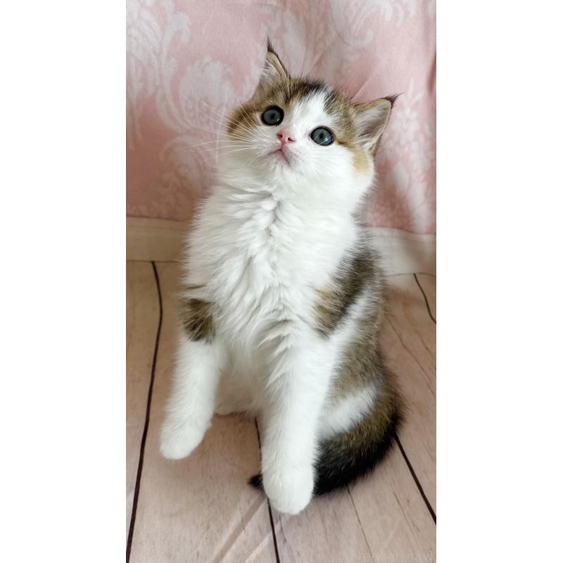 成約済の福岡県のスコティッシュフォールド-133204の16枚目