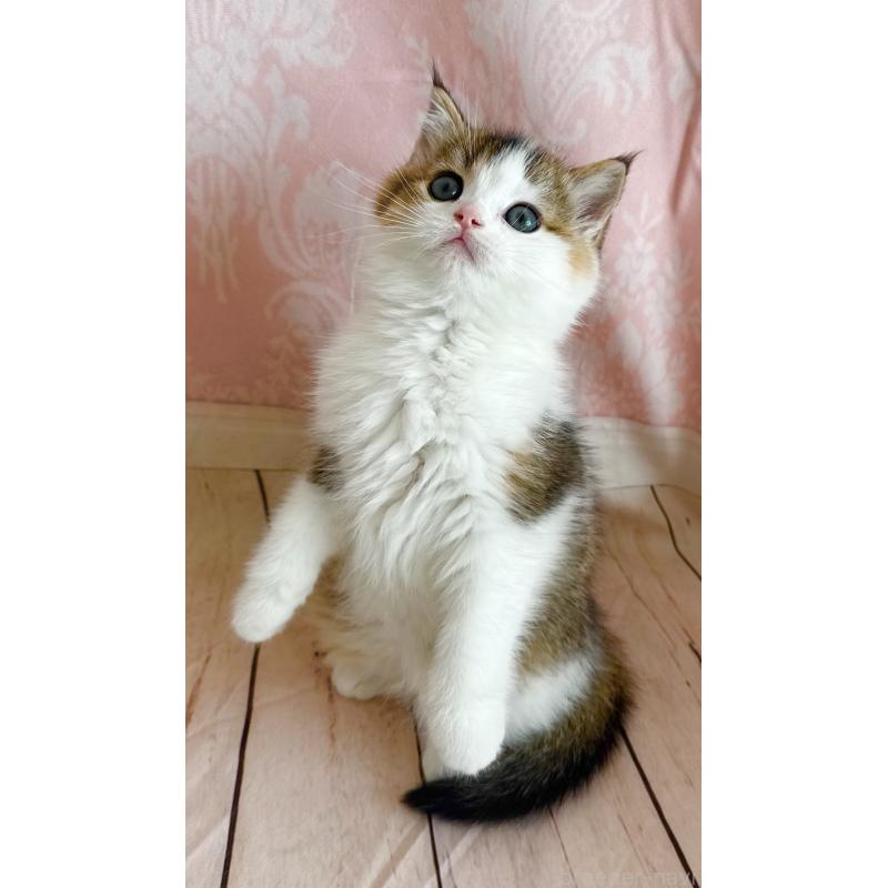 成約済の福岡県のスコティッシュフォールド-133204の15枚目