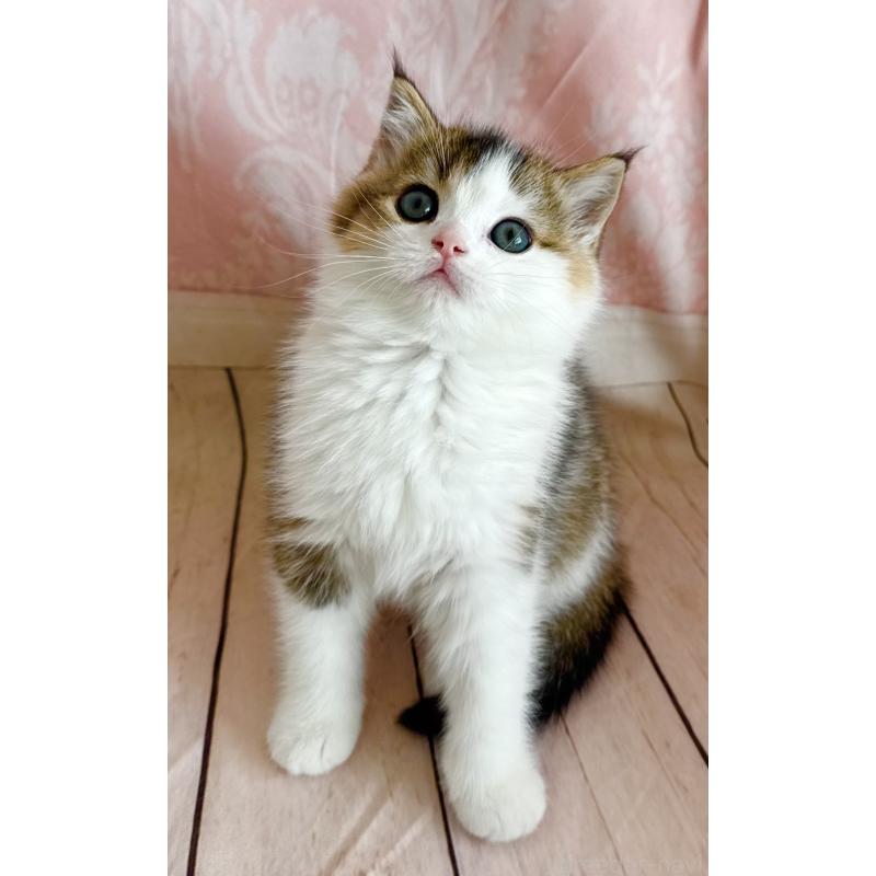 成約済の福岡県のスコティッシュフォールド-133204の14枚目