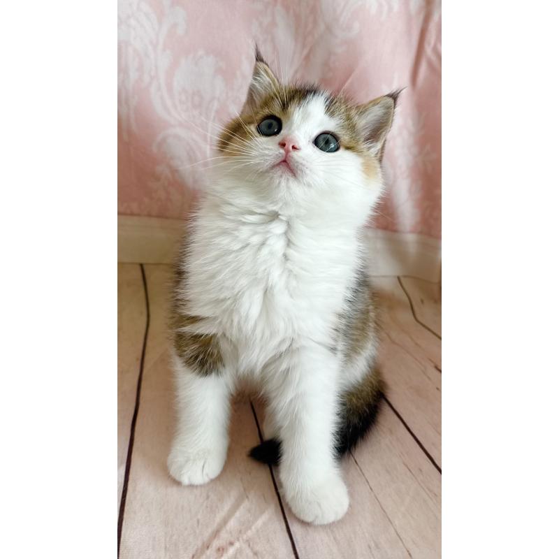 成約済の福岡県のスコティッシュフォールド-133204の13枚目