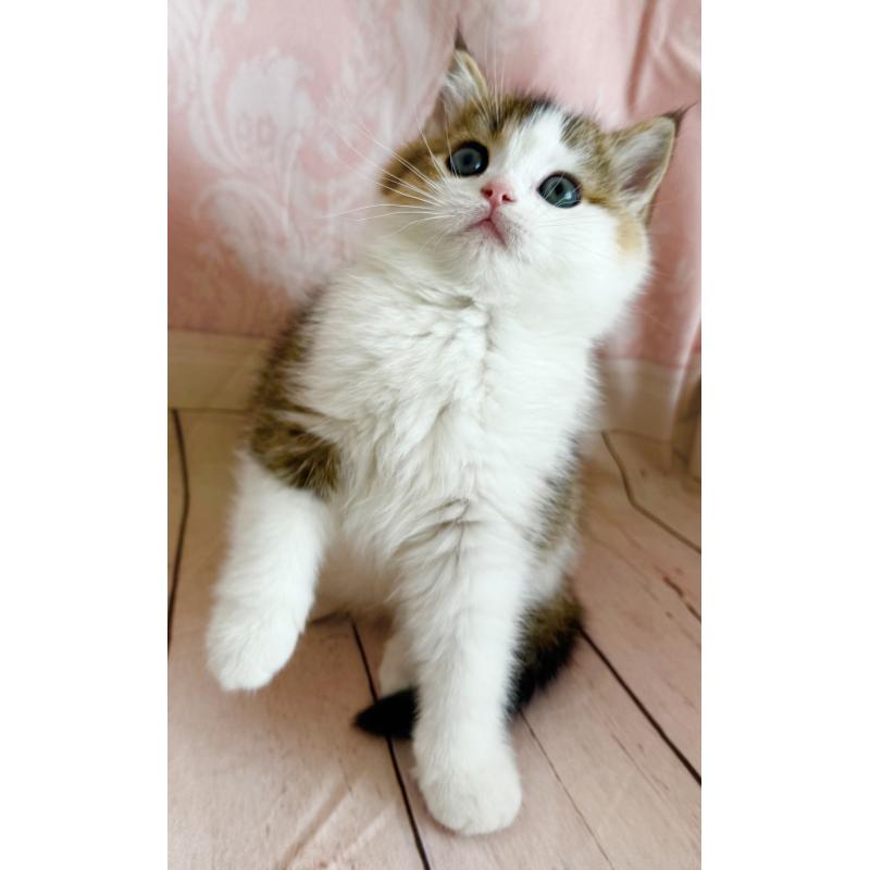 成約済の福岡県のスコティッシュフォールド-133204の12枚目