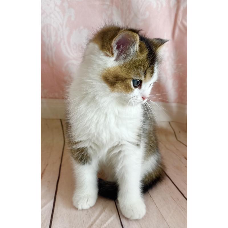 成約済の福岡県のスコティッシュフォールド-133204の11枚目