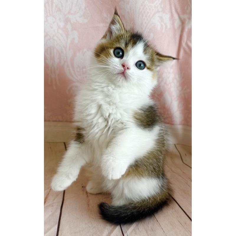 成約済の福岡県のスコティッシュフォールド-133204の10枚目