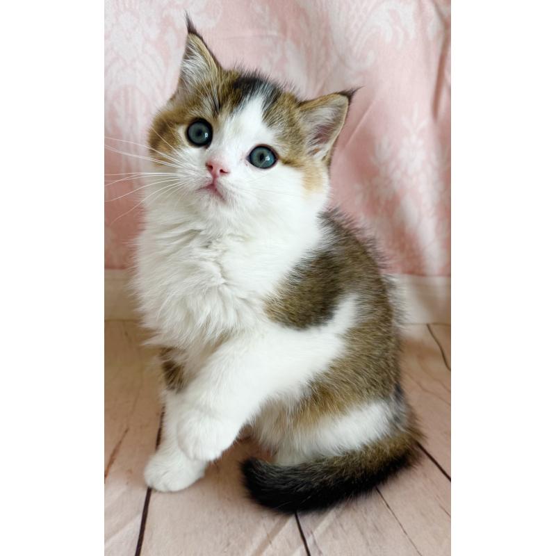 成約済の福岡県のスコティッシュフォールド-133204の9枚目