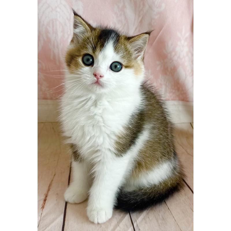 成約済の福岡県のスコティッシュフォールド-133204の8枚目