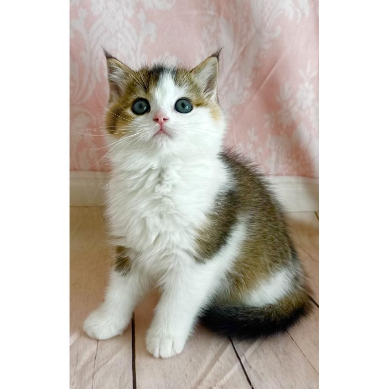 成約済の福岡県のスコティッシュフォールド-133204の6枚目