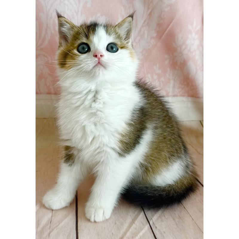 成約済の福岡県のスコティッシュフォールド-133204の5枚目