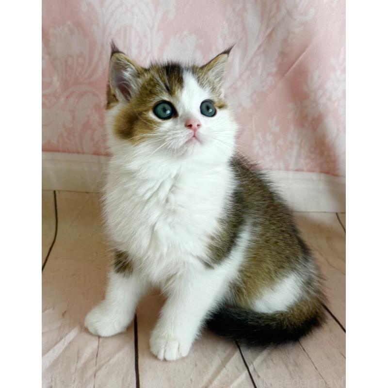 成約済の福岡県のスコティッシュフォールド-133204の4枚目