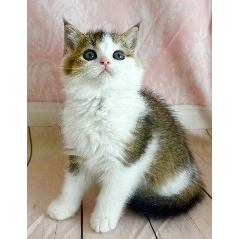 成約済の福岡県のスコティッシュフォールド-133204の3枚目