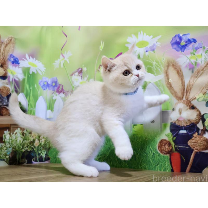 販売中の岐阜県のミヌエット-132216の4枚目