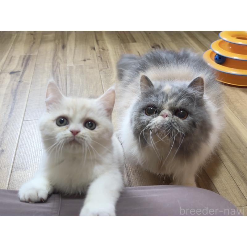 販売中の岐阜県のミヌエット-132216の2枚目