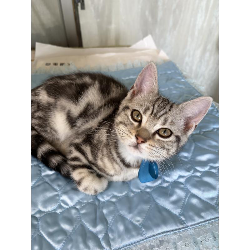 成約済の神奈川県のアメリカンショートヘア-131580の5枚目