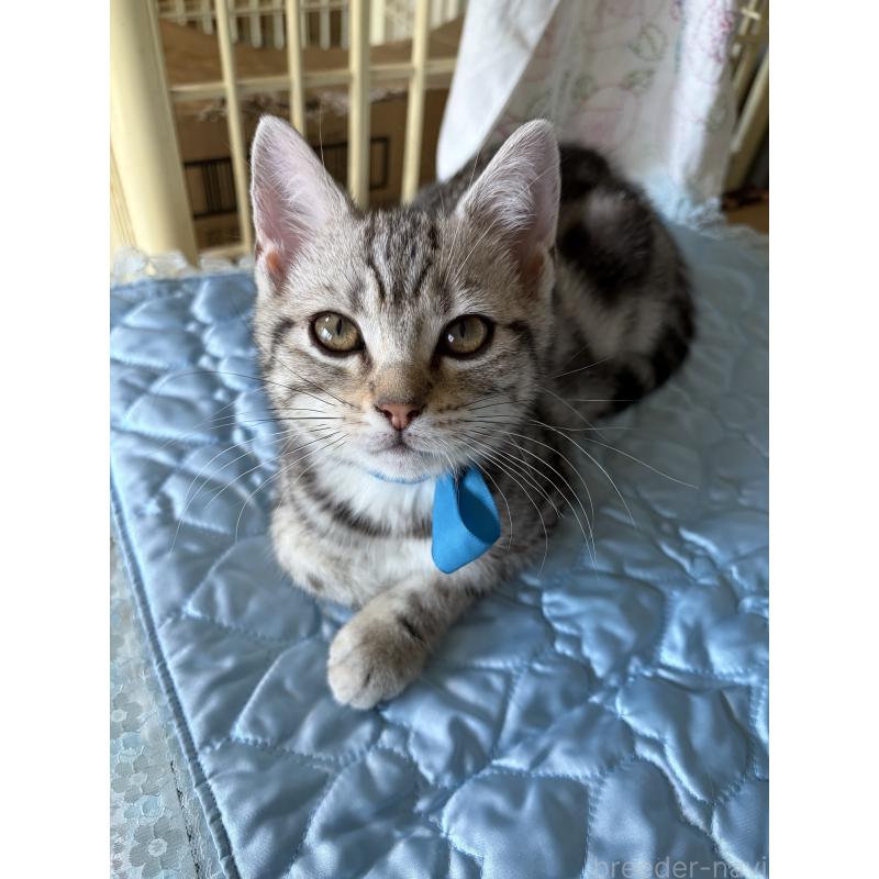 成約済の神奈川県のアメリカンショートヘア-131580の4枚目