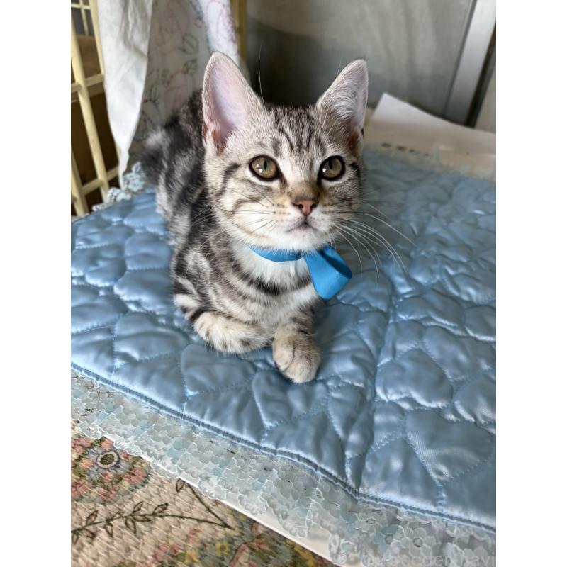 成約済の神奈川県のアメリカンショートヘア-131580の3枚目