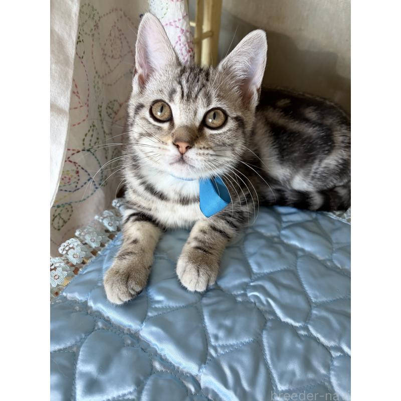 成約済ののアメリカンショートヘア-131580