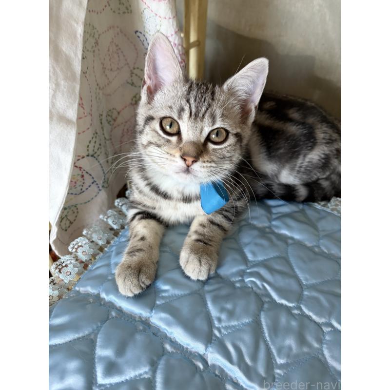 成約済の神奈川県のアメリカンショートヘア-131580の2枚目