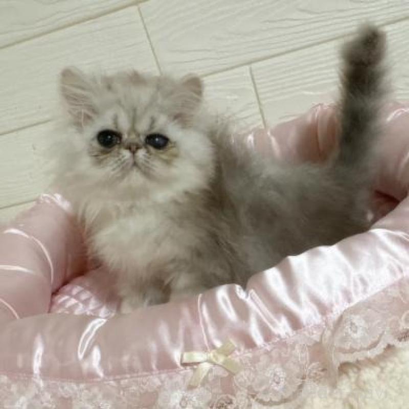 販売中の大阪府のペルシャ-134617