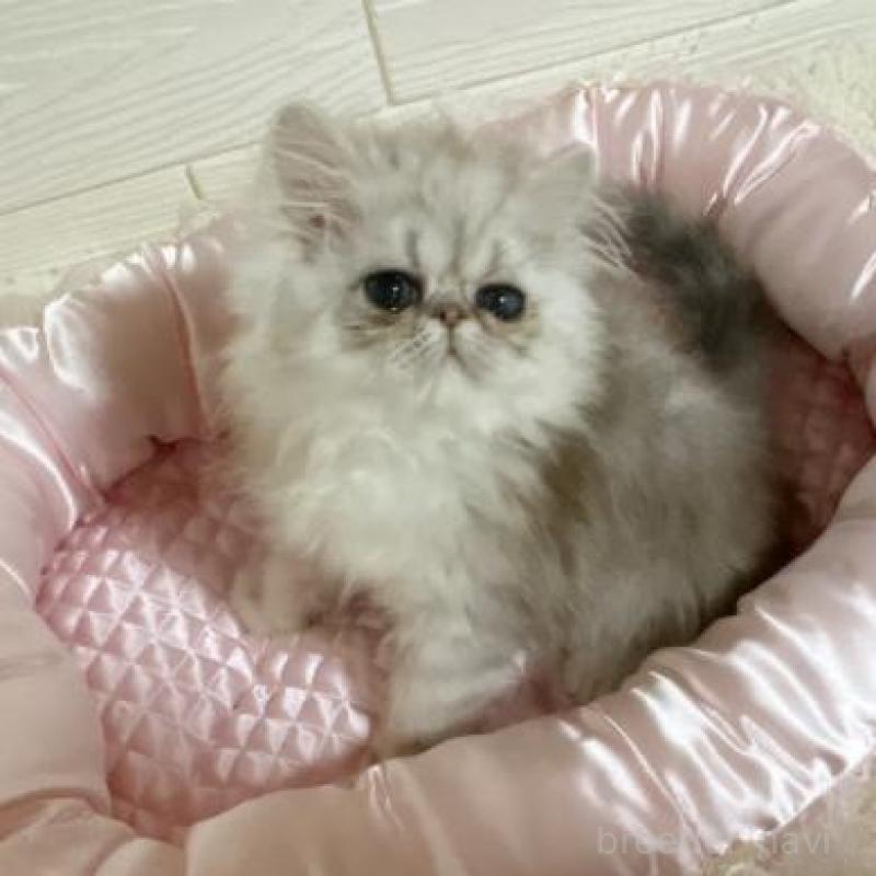 販売中の大阪府のペルシャ-134617の4枚目