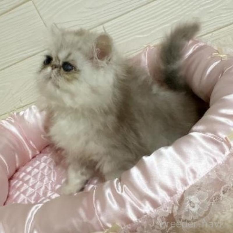 販売中の大阪府のペルシャ-134617の3枚目