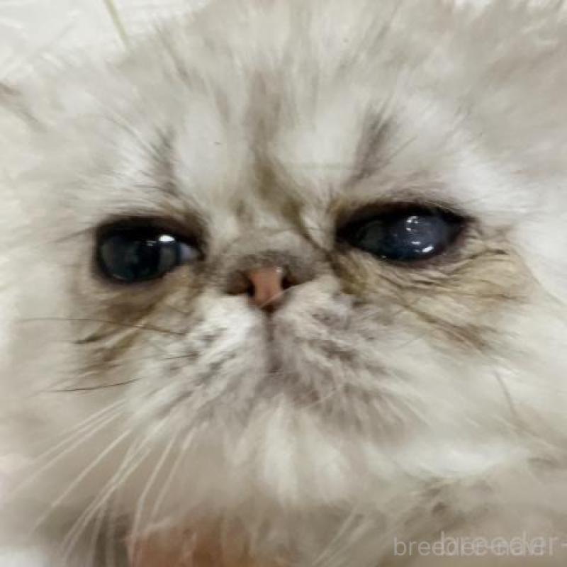 販売中の大阪府のペルシャ-134617の2枚目