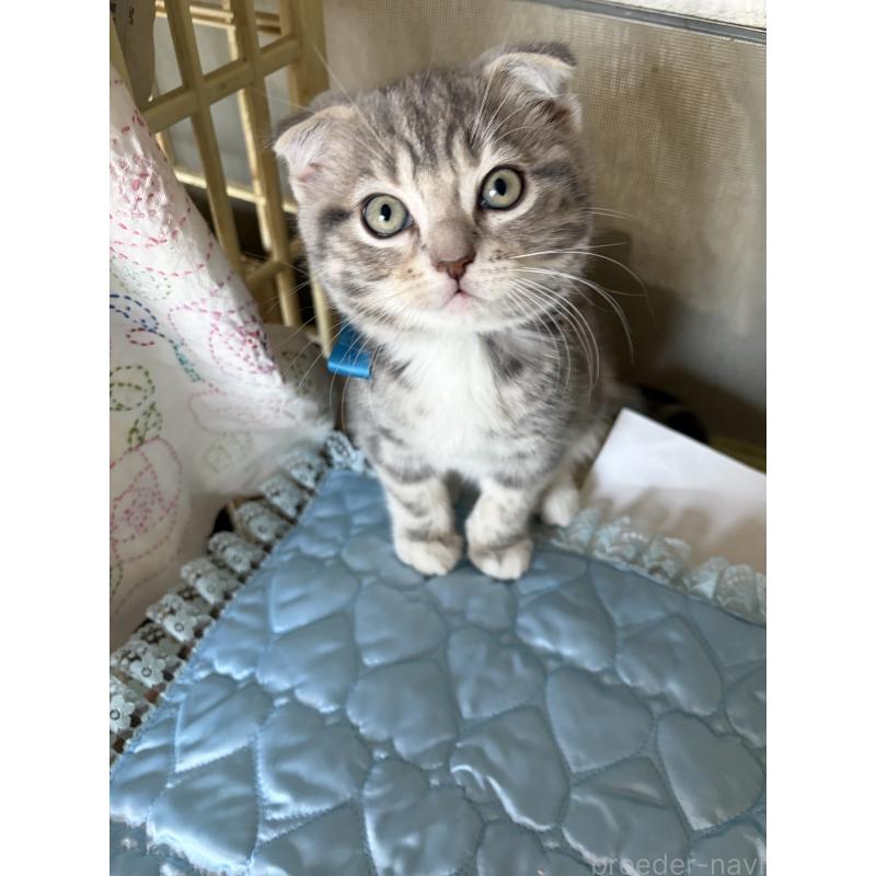 成約済の神奈川県のスコティッシュフォールド(折れ耳)-134197の5枚目