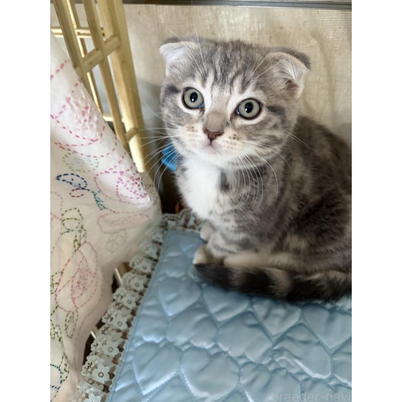 成約済の神奈川県のスコティッシュフォールド(折れ耳)-134197の4枚目