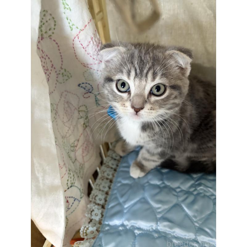 成約済の神奈川県のスコティッシュフォールド(折れ耳)-134197の3枚目