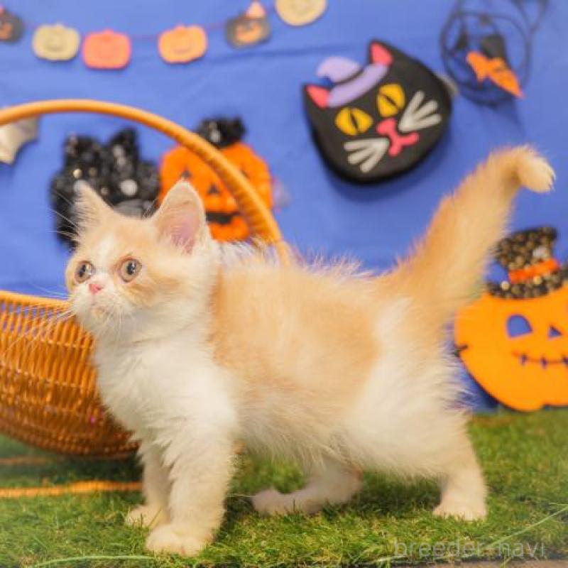 販売中の静岡県のエキゾチックショートヘア-134621の5枚目