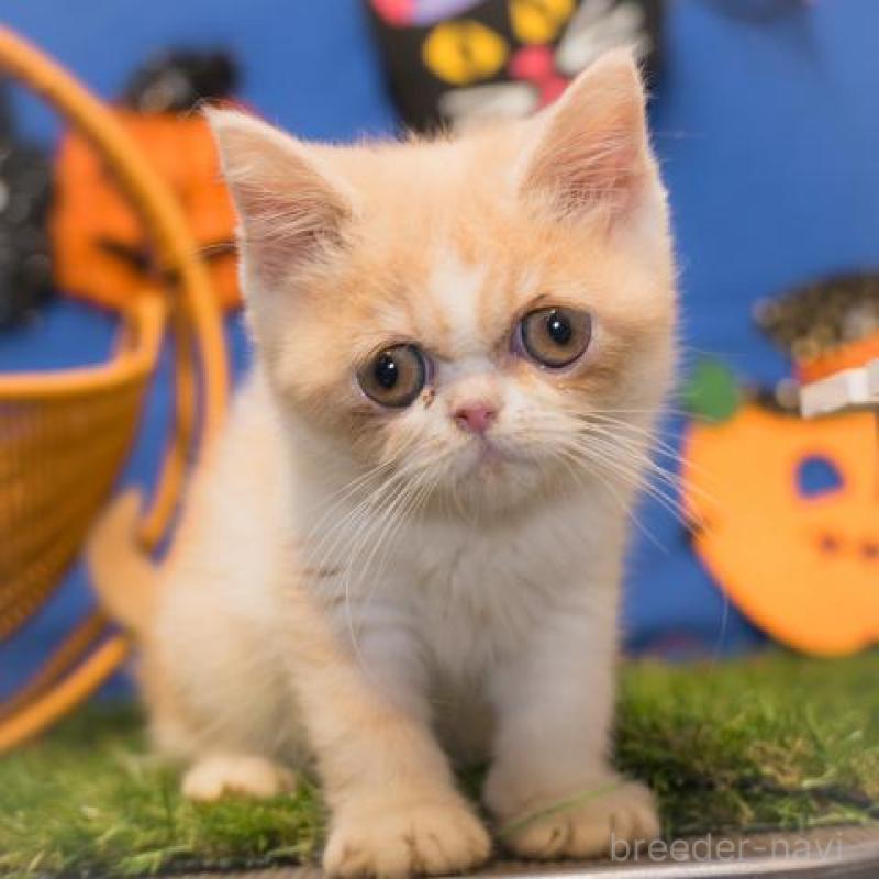 販売中の静岡県のエキゾチックショートヘア-134621の3枚目