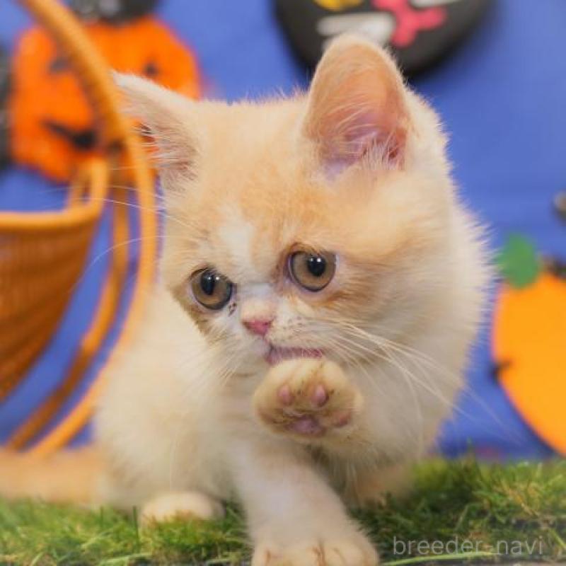 販売中の静岡県のエキゾチックショートヘア-134621の4枚目