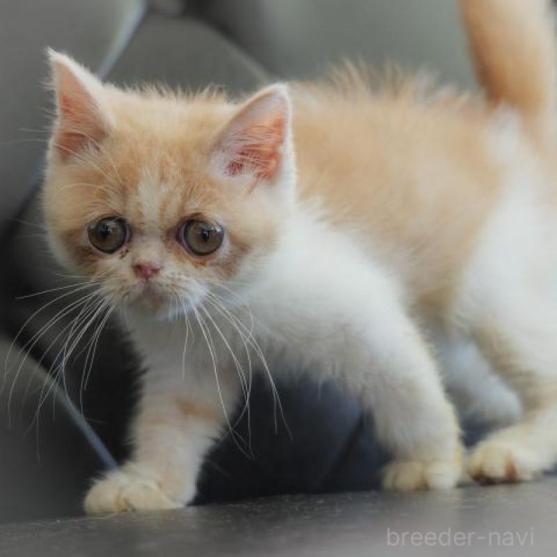 販売中の静岡県のエキゾチックショートヘア-134621の2枚目