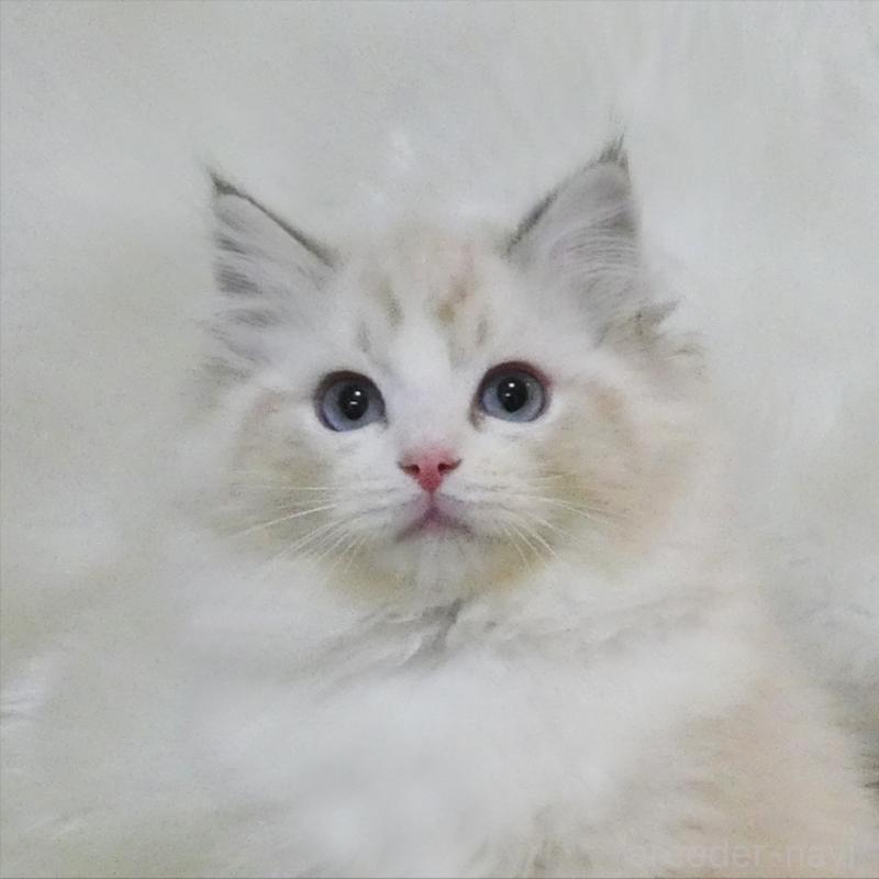 販売中の茨城県のラグドール-134622の1枚目