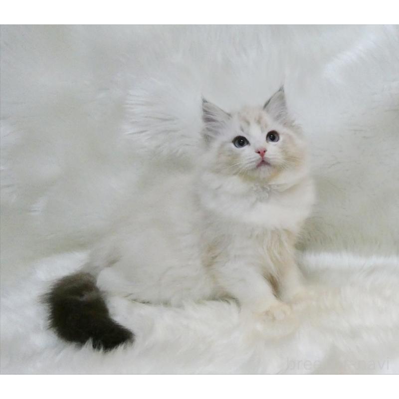 販売中の茨城県のラグドール-134622の4枚目