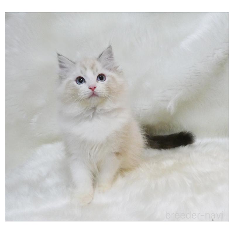 販売中の茨城県のラグドール-134622の3枚目