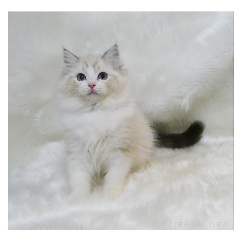 販売中の茨城県のラグドール-134622の2枚目