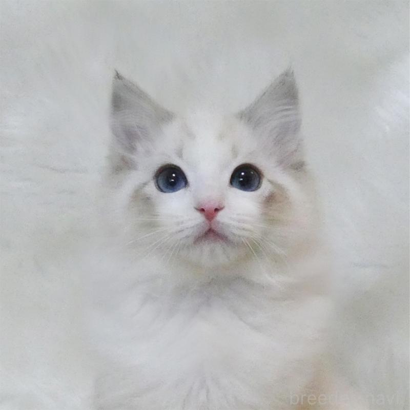 販売中の茨城県のラグドール-134623